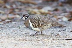 Squatter Pigeon